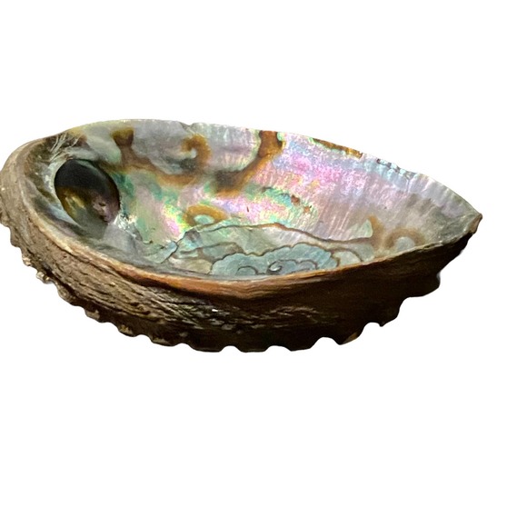 Beautiful Abalone Shell - Trinket Tray {30% off bundled} - Picture 2 of 9